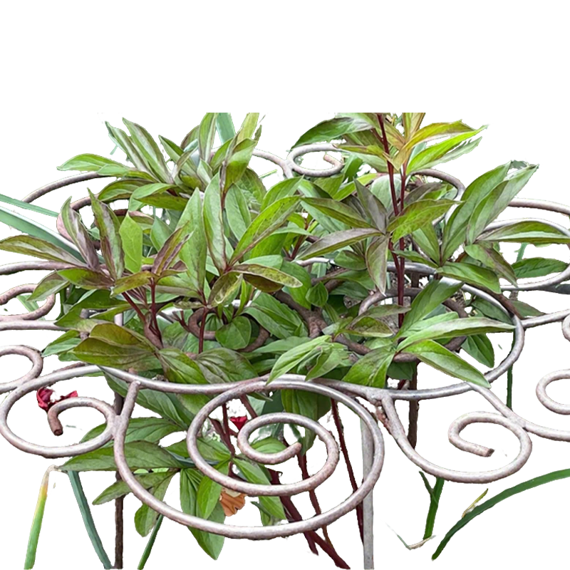 🎉BUY MORE GET MORE FREE🎁Heavy-Duty Flower Support Frame🌸 – luovetop